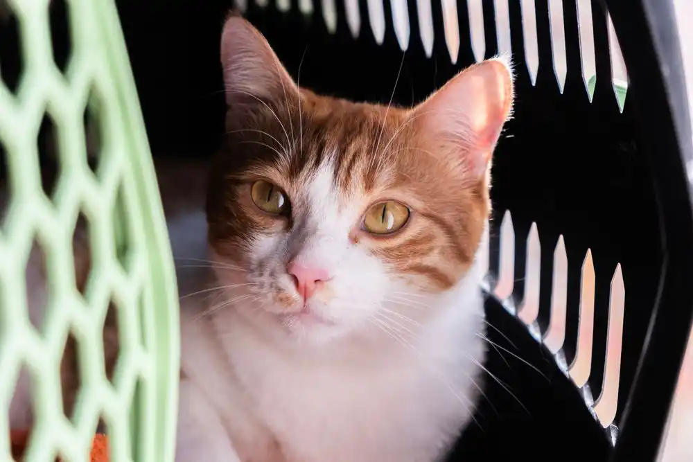 a cat in a pet carrier