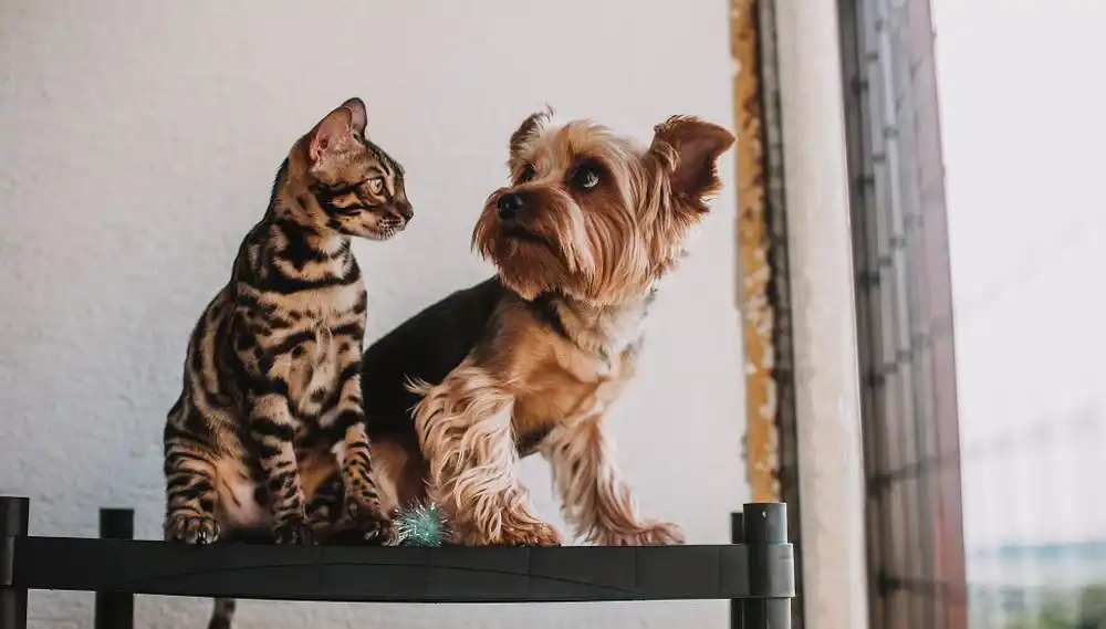 A cat and dog sitting on a shelf